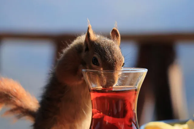 The squirrel named “Alvin”, found by the couple who run a cafe, drinks tea in Basiskele district of Kocaeli, Turkey on November 22, 2021. (Photo by Sahin Oktay/Anadolu Agency via Getty Images)