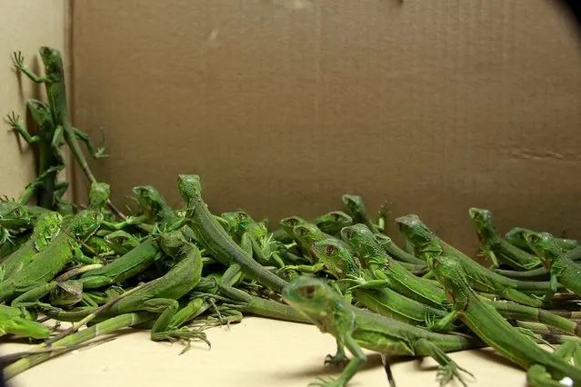 Rescued baby iguanas are pictured in a cardboard box, in an office of the Ministry of Environment in San Jose, May 25, 2015. Officers from the national police force of Costa Rica rescued 81 iguanas that had been confined to a box at a hotel in San Jose. It is presumed that the captive iguanas were the subject of an exotic pet smuggling. (Photo by Juan Carlos Ulate/Reuters)