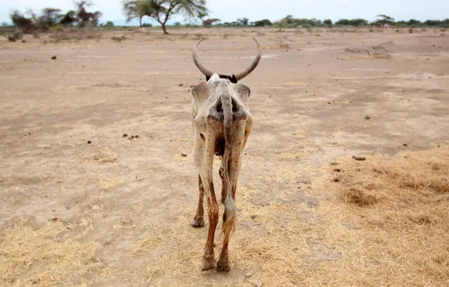 An emaciated cow walks in an open field in Gelcha village, one of the drought stricken areas of Oromia region, in Ethiopia, April 28, 2016. (Photo by Tiksa Negeri/Reuters)