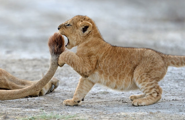 A patient lioness puts up with the antics of this cub, seen biting its mother’s tail at the Ngorongoro conservation area, Tanzania early June 2024. (Photo by Barbara Fleming/Solent News)