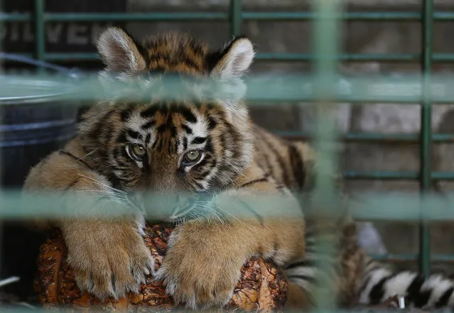 In this Wednesday March 29, 2017 photo, a Siberian tiger destined for a zoo in war-torn Syria, and rescued by Animals Lebanon, an animal rights group, sits inside a cage, in Aley, east of Beirut, Lebanon. (Photo by Hussein Malla/AP Photo)