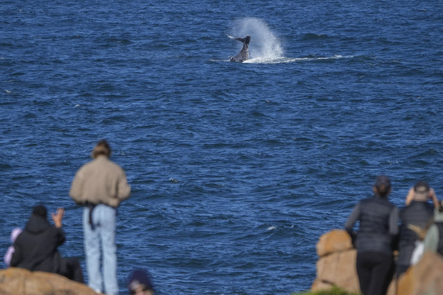 Spectators watch a whale swim past at Boat Harbour north of Sydney, Australia, Monday, June 10, 2024. More than 40,000 whales make their way along the NSW coast on their northern migration, known as the Humpback Highway, from May to November each year. (Photo by Mark Baker/AP Photo)