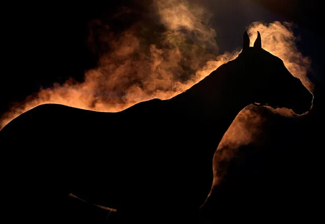 A horse gives off steam as it is bathed during early morning workouts ahead of the 140th Kentucky Derby at Churchill Downs on May 2, 2014 in Louisville, Kentucky. (Photo by Jamie Squire/Getty Images)