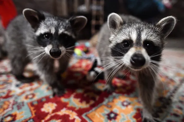 Raccoons in the EnoTime raccoon cafe in Novosibirsk, Russia on September 23, 2019. (Photo by Kirill Kukhmar/TASS)