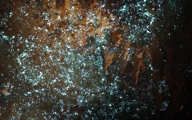 Waitomo Glowworm Caves New Zealand