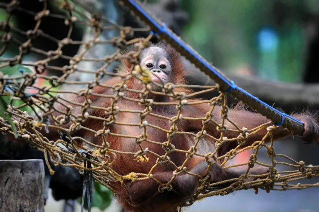 Rizki, 10 months orphaned Bornean orang utan learns to bite at Surabaya Zoo as he prepares to be released into the wild on May 19, 2014 in Surabaya, Indonesia. Damai (3) and Rizki (10 months), two orangutan brothers who were abandoned by their mother Dora (13) shortly after birth. (Photo by Robertus Pudyanto/Getty Images)