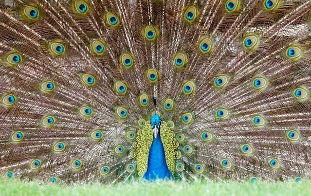 A male peacock presents his plumage at the zoo in Heidelberg, Germany, 02 May 2017. The Blue Peacock (Pavo cristatus) is a bird species from the family of pheasant-like (Phasianidae). (Photo by Ronald Wittek/EPA)