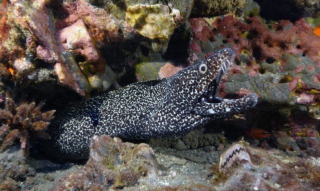 A spotted moray eel pokes out from rocks and coral at the Flower Garden Banks National Marine Sanctuary, Sunday, September 17, 2023. Coral reefs support about a fourth of all marine species at some point in their life cycle. (Photo by L.M. Otero/AP Photo)