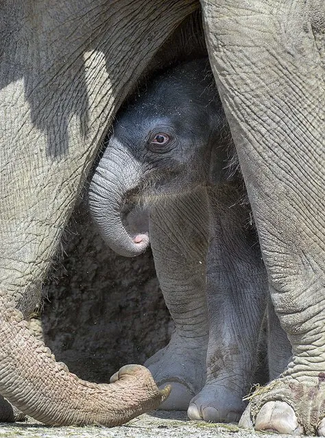 A newborn elephant stands under its mother, Indi, at the Zoo in Zurich, Switzerland, on June 18, 2014. (Photo by Steffen Schmidt/Keystone)