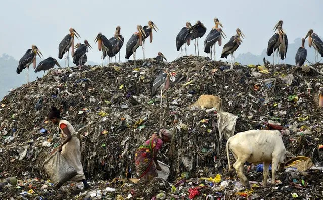 Indian Greater Adjutant Storks sit on garbage as waste pickers collect any usable goods from a garbage dumping site on the eve of the World Environment Day on the outskirts of Guwahati city, Assam, India, 04 June 2016. Fast vanishing wetlands in and around Guwahati city has now become a major threat for the survival of Greater Adjutant Stork bird species. Guwahati city has the largest concentration of the scheduled one Greater Adjutant Stork in the world but their numbers are gradually declining due to loss of wetlands, habitat and availability of food. (Photo by EPA/Stringer)