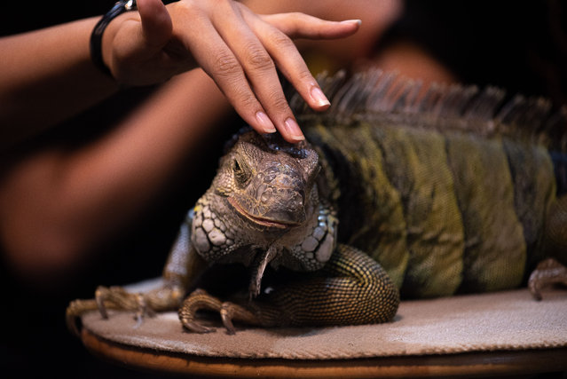 A visitor seen touching an Iguana during the Thailand Reptile and Exotic Pet Expo at Central Ladprao the shopping mall in Bangkok on August 3, 2024. (Photo by Peerapon Boonyakiat/SOPA Images/Rex Features/Shutterstock)