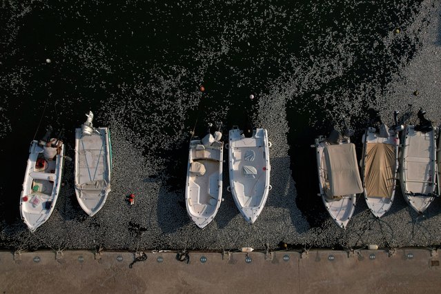 A man sits in a boat as tonnes of dead fish have washed up in the port of Volos, Greece, on August 28, 2024. (Photo by Alexandros Avramidis/Reuters)