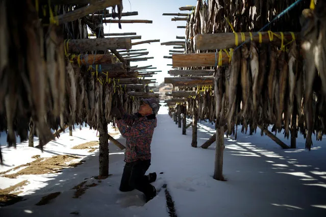 A man works on dried pollack, near the venue for the opening and closing ceremony of the PyeongChang 2018 Winter Olympic Games in Pyeongchang, South Korea, February 10, 2017. (Photo by Kim Hong-Ji/Reuters)