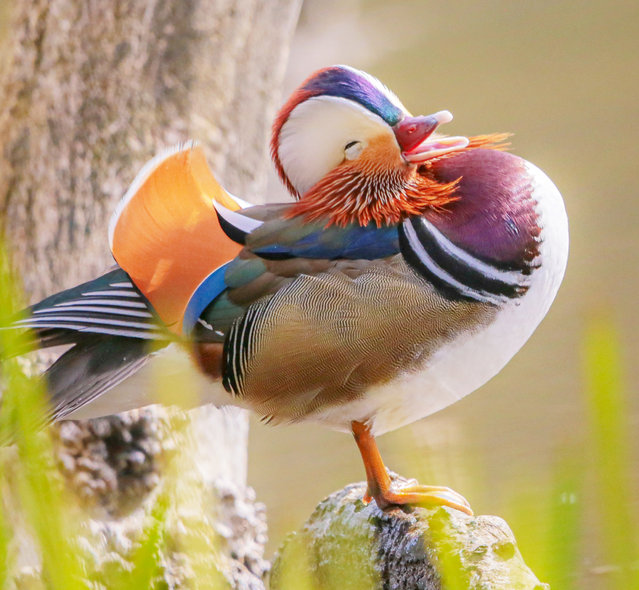 A male mandarin duck – a species introduced from east Asia – appears to quack up with laughter while preening his feathers at Fyvie Loch in Aberdeenshire, Scotland early September 2024. (Photo by Mark Deans/SplitPics UK)