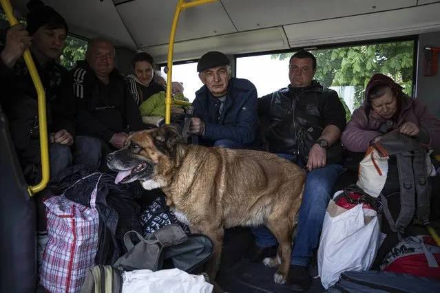 People with a dog ride in the bus during evacuation near Lyman, Ukraine, Wednesday, May 11, 2022. (Photo by Evgeniy Maloletka/AP Photo)