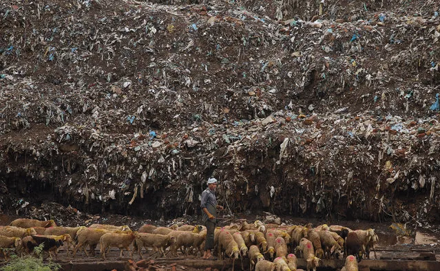 A shepherd moves his flock of sheep past a rubbish dump in Ghazipur, Delhi, India June 28, 2017. (Photo by Cathal Mcnaughton/Reuters)