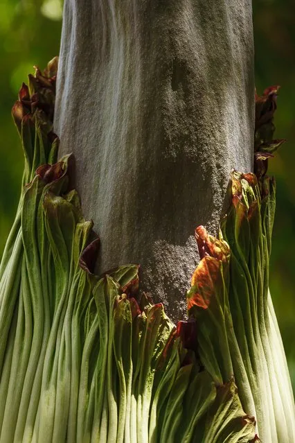 The “corpse flower” (Amorphophallus titanum) at Tropical Bamboo Nursery and Gardens is six-feet tall. (Photo by Thomas Cordy/The Palm Beach Post)