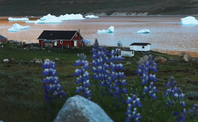 Icebergs and flowers are seen near the home of potato and sheep farmer Otto Nielsen on July 30, 2013 in Qaqortoq, Greenland. (Photo by Joe Raedle/Getty Images)