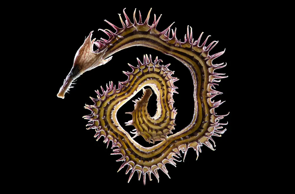 Olympus BioScapes International Digital Imaging Competition 2011