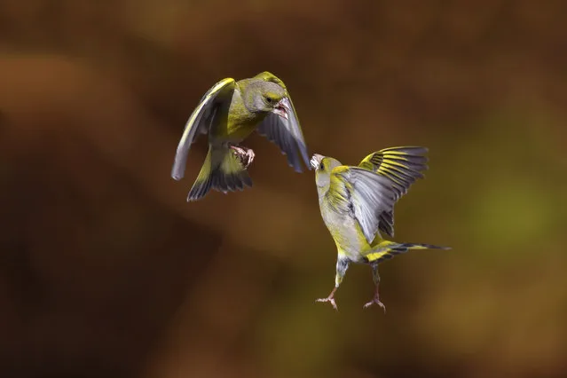 These greenfinches go head to head in what appears to be a heroic fight or a playfull moment together, inspiration for a new version of “Angry Birds”, in Trezzo Sull'Adda, Italy in March 2013. (Photo by Marco Redaelli/IMP/AbacaPress.com)