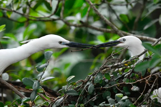 A little egret passes a tree branch to another one on a tree during the breeding season at the Daan Forest Park in Taipei on March 5, 2020. (Photo by Sam Yeh/AFP Photo)