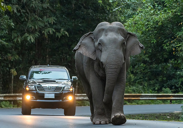 An Asian elephant called “Plai Deaw” goes for a walk on a mountain road in Nakhon Nayok, Thailand on July 11, 2022. The bull has become well known in the area for his taste for venturing out from the deep forest and emerging among cars and village homes. Thailand has an estimated 2,000 Asian elephants living in the wild but there is often conflict when they come into contact with humans on roads and in villages. A similar number of elephants are kept captive where they work in zoos and are hired out for religious festivals and weddings. (Photo by Mongkol Pitakmoo/ViralPress)