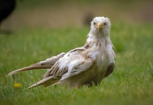 A rare leucistic red kite spotted in Rhayader, Powys, Wales on July 25, 2022. The all white bird, which is one of only ten estimated to live in the world, has a rare genetic condition which gives its feathers their snowy hue. (Photo by Rodney Holbrook/Animal News Agency)