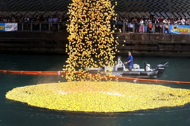 Seventy-five thousand rubber ducks are dumped into the Chicago River during the Chicago Ducky Derby on August 04, 2022 in Chicago, Illinois. The ducks are dumped into the river as part of a fundraising event for Special Olympics Illinois. The individual ducks, which are adopted by supporters for $5 each, race to a nearby location with prizes and cash being awarded to holders of the winning ducks. (Photo by Scott Olson/Getty Images)
