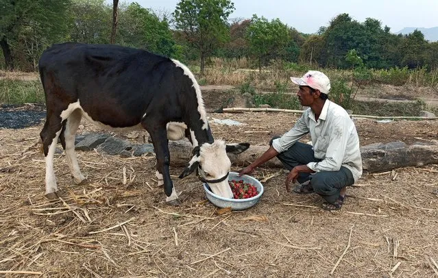 Anil Salunkhe, a farmer, feeds strawberries to his cow during a 21-day nationwide lockdown to slow the spreading of coronavirus disease (COVID-19), at Darewadi village in Satara district in the western state of Maharashtra, India, April 1, 2020. (Photo by Rajendra Jadhav/Reuters)
