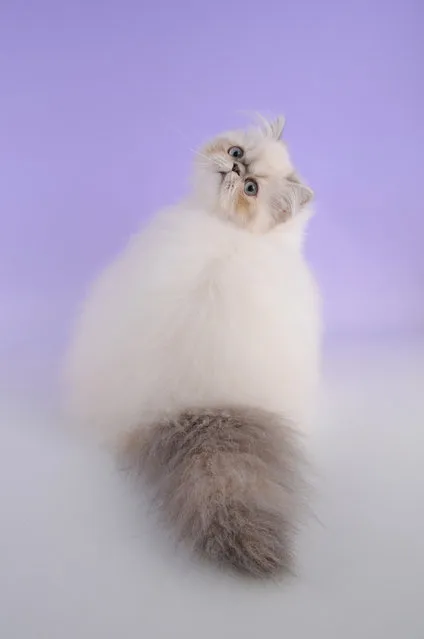 Top 10 Pedigreed Cat Breeds in America. No. 6: Himalayan. The Himalayan is a colorpoint version of the Persian, created by crossing Persians and Siamese, but some registries consider the Himalayan a stand-alone breed. The Himmy, who nabs the No. 6 spot, is the total package: He has the Persian's sedate personality and the inquisitive nature of a Siamese. (Photo by Barry Newcombe)