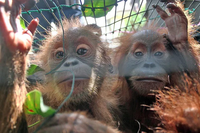 Officers Centre of Orangutan Protection (COP) and the Jakarta Animal Aid Network (JAAN) see a cage with a baby Sumatran orangutan (Pongo abelii) seized from captivity property of citizens, as they are saved to be rehabilitated while being transported to Medan on July 27, 2016, Indonesia. Sumatran orangutan conservation rescue teams Centre for Orangutan Protection (COP) and the Jakarta Animal Aid Network. (Photo by Ivan Damanik/ZUMA Press/Splash News)