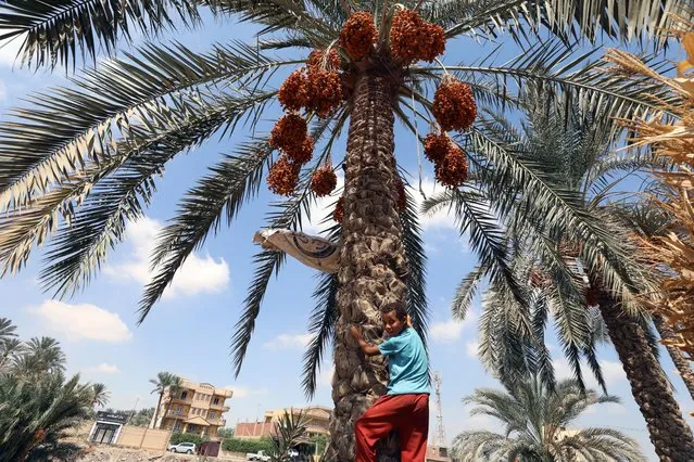 A child climbs a palm tree to pick dates during the annual harvest season at Dahshur, south Giza governorate, Egypt, 21 September 2022. Egypt is the world’s top date supplier, producing nearly 18 percent of the world’s dates, according to the UN Food and Agriculture Organization (FAO). (Photo by Khaled Elfiqi/EPA/EFE)