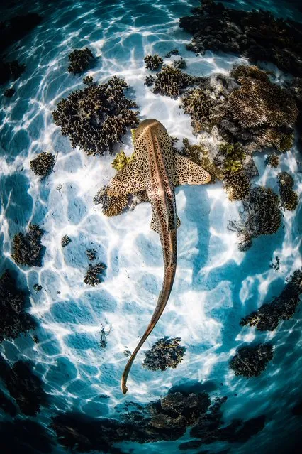Female Fifty Fathoms Award – Brooke Pyke. A leopard shark cruises over the sandy bottom of the Ningaloo Reef lagoon. (Photo by Brooke Pyke/Ocean Photographer of the Year 2022)