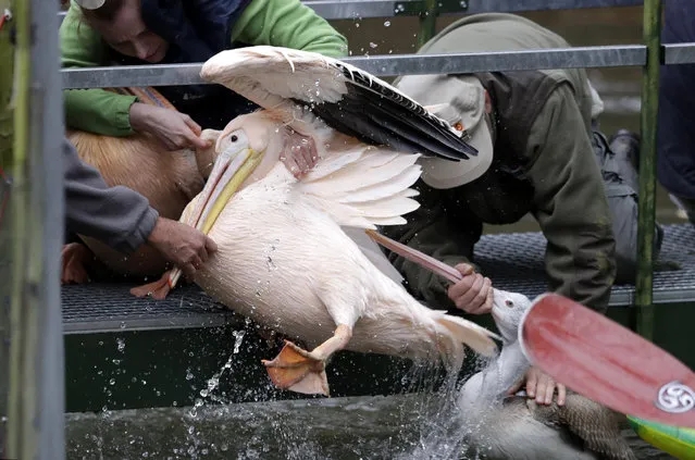 Zoo curators catch pelicans to move them into its winter enclosure at the zoo in Liberec, Czech Republic, Monday, November 6, 2017. (Photo by Petr David Josek/AP Photo)