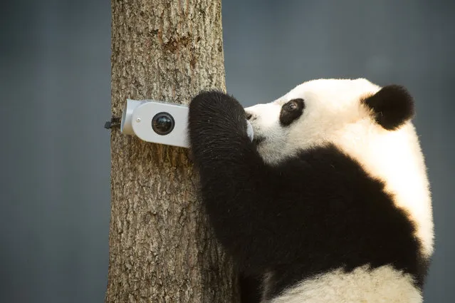 Giant panda cub Bei Bei checks out a video cameras in his habitat as the zoo celebrates his first birthday at the Smithsonian National Zoo in Washington, DC on August 20, 2016. (Photo by Linda Davidson/The Washington Post)