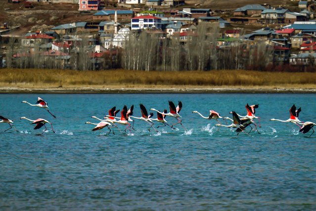 Flamingos are seen standing and feeding at Lake Van Basin, which is one of the most important accommodation centers of migratory birds on their migration journey, in Van, Turkiye on February 19, 2025. Some bird species that spend the warm months in wetland areas of the basin and migrate to warmer regions as the weather cools, did not migrate this year despite the snow and cold weather during the winter. (Photo by Ozkan Bilgin/Anadolu via Getty Images)