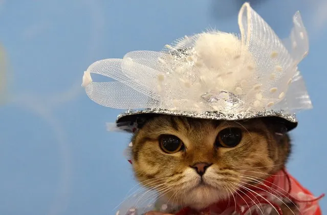 A Scottish Straight cat wears a hat during an international cat exhibition in Bishkek on November 26, 2017. (Photo by Vyacheslav Oseledko/AFP Photo)
