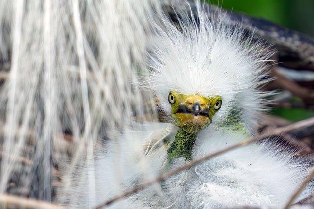A great egret chick seen in its nest at Wakodahatchee Wetlands in Delray Beach, Florida on March 30, 2025. (Photo by Ronen Tivony/ZUMA Press Wire/Rex Features/Shutterstock)