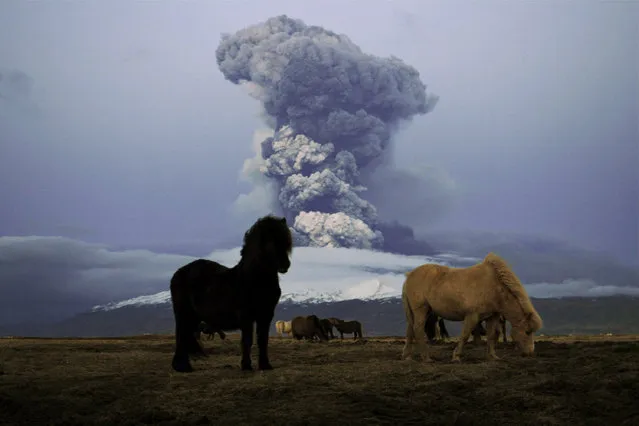 Horse graze as a cloud of volcanic matter rises from the erupting Eyjafjallajokull volcano, April 16, 2010 in Fimmvorduhals, Iceland. A major eruption occured on April 14, 2010 which has resulted in a plume of volcanic ash being thrown into the atmosphere over parts of Northen Europe. Air traffic has been subject to cancellation or delay as airspace across parts of Northern Europe has been closed. (Photo by Signy Asta Gudmundsdottir/NordicPhotos/Getty Images)