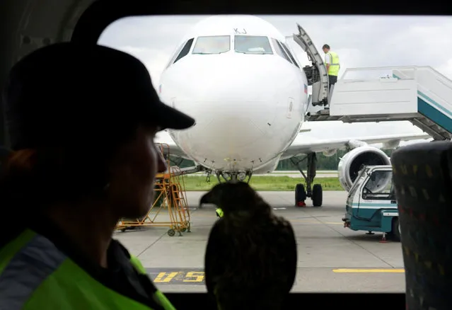 Employee of ornithological flight support service Nika Ryzhova-Alenicheva sits in a vehicle with her hawk, which is used to control fauna to avoid bird strikes during takeoffs and landings, at Domodedovo airport outside Moscow, Russia September 2, 2016. (Photo by Maxim Zmeyev/Reuters)