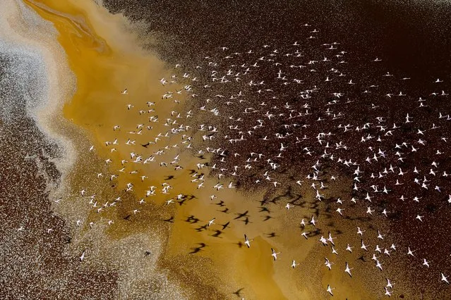 Young Environmental photographer of the year: Beautiful But Hostile Colours On Earth by Fayz Khan. Lesser flamingoes over Lake Magadi and Lake Natron, Southern Rift Valley, Kenya, July 2022. Once a single freshwater lake, the two lakes are now highly concentrated salt pans, severely alkaline and toxic to most forms of animal and plant life. The flamingoes are an exception: because of their biological makeup they love to feed on the algae that thrive on the surface. As beautiful as the colours may be, the hues relate to the algae changing colour as they react to the alkaline levels of the lakes. (Photo by Fayz Khan/Environmental Photographer of the Year)