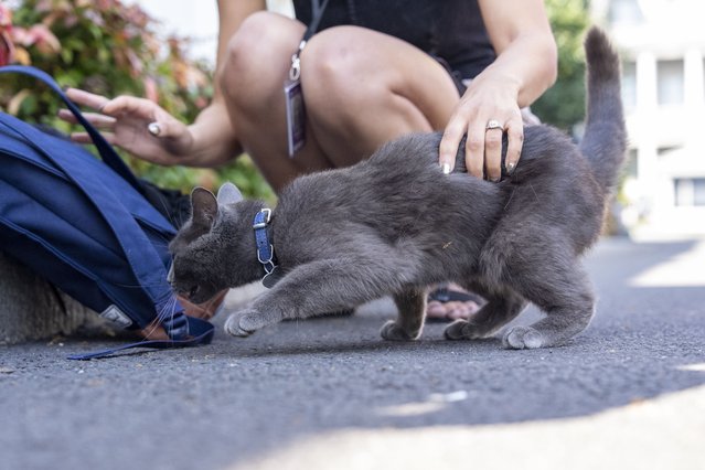 Sophie, a cat that wandered onto the White House grounds, is held by Francesca Chambers, White House Correspondent for USA Today, at the White House, Friday, April 18, 2025, in Washington. (Photo by Alex Brandon/AP Photo)