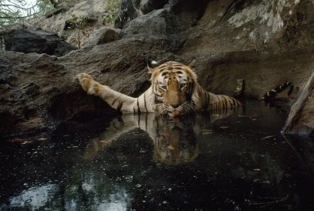 India, 1995. By setting off a camera trap, a female tiger captures her own image in Bandhavgarh National Park. (Photo by Michael Nichols