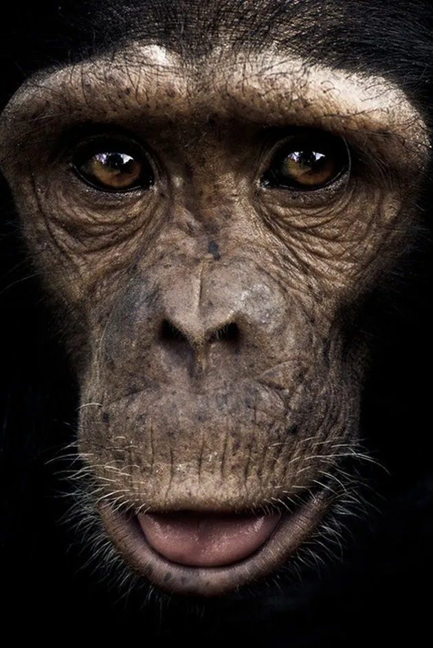 Chimpanzee Sanctuary by Gabi Guiard