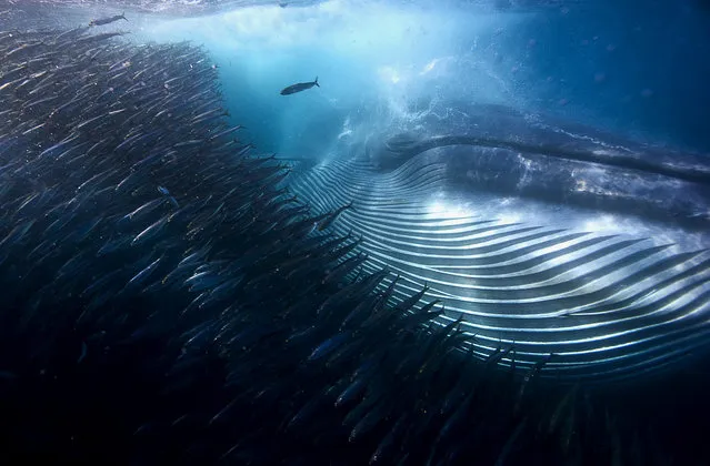 A Bryde’s whale rips through a swirling ball of sardines, gulping a huge mouthful in a single pass offshore of South Africa’s Transkei. (Photo by Eastern Cape/2015 Wildlife Photographer of the Year)
