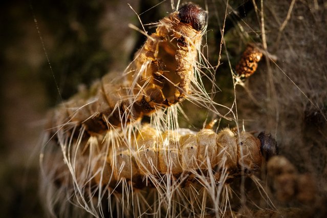 Caterpillars of the oak processionary moth (Thaumetopoea processionea) are pictured as they cluster together on the trunk of a tree on February 20, 2025, in Odense, Denmark, where 850 nests with these allergenic caterpillars are being removed by local exterminators. The oak processionary moth, Thaumetopoea processionea, is a nocturnal moth, with long, silver-gray toxic hair that can trigger allergic reactions, serious illness, and in the worst case, death. The toxic hair can be spread by the wind and the caterpillar might have been brought to Denmark via oak trees imported from Germany. (Photo by Mads Claus Rasmussen/Ritzau Scanpix via AFP Photo)