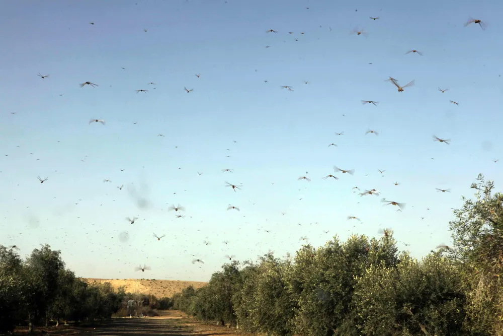 Israel Escapes Locust Plague