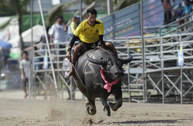 A Thai jockey competes during an annual water buffalo race in Chonburi Province, south of Bangkok, Thailand, Monday, Oct. 26, 2015. The annual race is a celebration among rice farmers before harvest. (AP Photo/Sakchai Lalit)