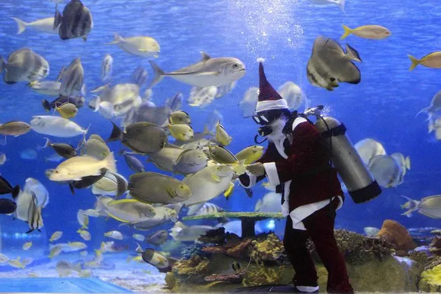 A diver wearing a Santa Claus costume feeds fish inside an oceanarium in Manila December 2, 2014. Filipinos are known for celebrating Christmas the longest by playing yuletide songs on  local radio stations and at malls as early as November until the observance of the Three Kings on the 1st week of January. (Photo by Romeo Ranoco/Reuters)