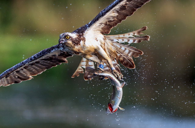 An osprey (Pandion haliaetus) lifts a trout from the water after catching it during a hunt at a lake in Stamford, United Kingdom, on August 5, 2025. (Photo by Stuart Brock/Anadolu via Getty Images)